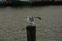 18.08.2013 19:26:24
18. August 2013
Ostsee 2013
Ostsee-Fotos
Foto-Gallerie