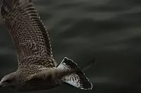 18.08.2013 19:31:02
18. August 2013
Ostsee 2013
Ostsee-Fotos
Foto-Gallerie