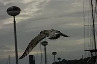 18.08.2013 19:31:05
18. August 2013
Ostsee 2013
Ostsee-Fotos
Foto-Gallerie