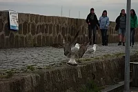 18.08.2013 19:31:15
18. August 2013
Ostsee 2013
Ostsee-Fotos
Foto-Gallerie