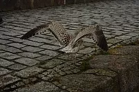 18.08.2013 19:31:34
18. August 2013
Ostsee 2013
Ostsee-Fotos
Foto-Gallerie