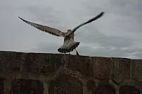 18.08.2013 19:31:38
18. August 2013
Ostsee 2013
Ostsee-Fotos
Foto-Gallerie