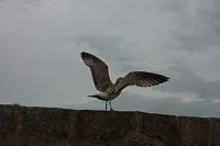 18.08.2013 19:31:38
18. August 2013
Ostsee 2013
Ostsee-Fotos
Foto-Gallerie