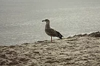 19.08.2013 09:46:37
Sassnitz
Ostsee 2013
Ostsee-Fotos
Foto-Gallerie