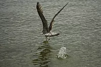 19.08.2013 09:47:42
Sassnitz
Ostsee 2013
Ostsee-Fotos
Foto-Gallerie