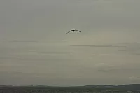 19.08.2013 12:03:36
Sassnitz
Ostsee 2013
Ostsee-Fotos
Foto-Gallerie