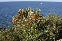 20.08.2013 17:40:10
Kap Arkona
Ostsee 2013
Ostsee-Fotos
Foto-Gallerie