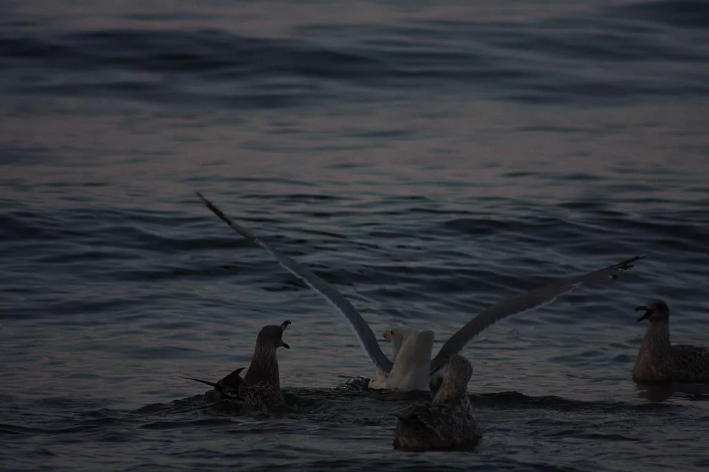 © R.Thiel
Möwenfütterung
Ostseebad
08.08.2014 20:37:27
August 2014
Ostsee-Fotos
Foto-Gallerie © R.Thiel
Möwenfütterung
Ostseebad
08.08.2014 20:37:27
August 2014
Ostsee-Fotos
Foto-Gallerie