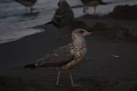 08.08.2014 20:35:03
August 2014
Ostsee-Fotos
Foto-Gallerie