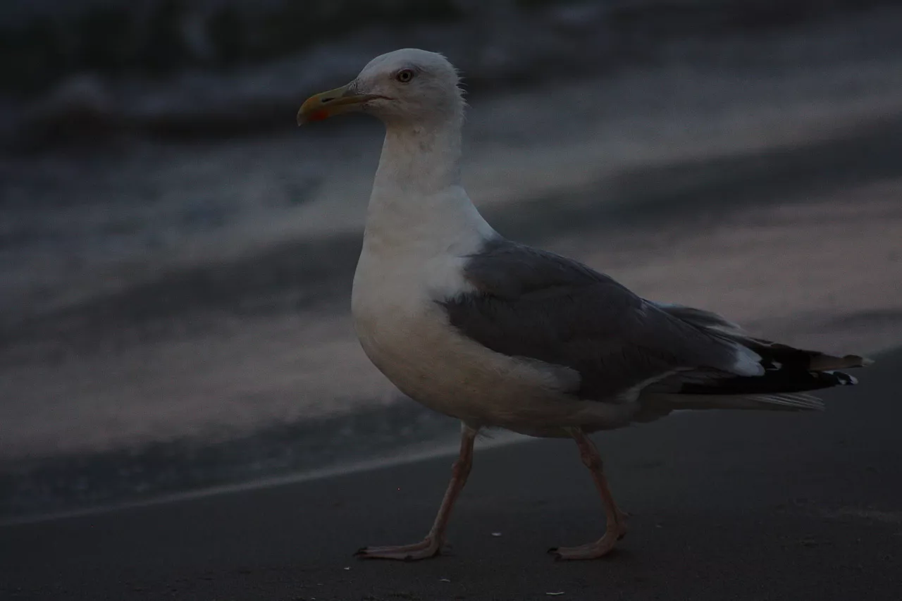© R.Thiel
Möwe
Ostseebad
08.08.2014 20:35:32
August 2014
Ostsee-Fotos
Foto-Gallerie © R.Thiel
Möwe
Ostseebad
08.08.2014 20:35:32
August 2014
Ostsee-Fotos
Foto-Gallerie