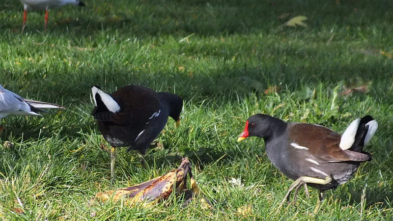 &copy; R.Thiel
10.10.2020 14:21:22
Stralsund 2020
Ostsee-Fotos
Foto-Gallerie