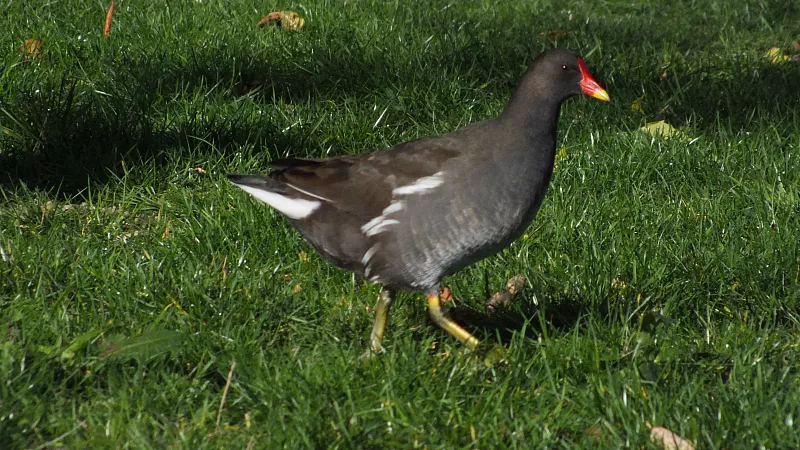 &copy; R.Thiel
10.10.2020 14:21:44
Stralsund 2020
Ostsee-Fotos
Foto-Gallerie